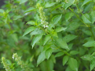 Thai sweet basil or horapha light green with flower wide leaves while, purple stems, flowers and spear like leaves