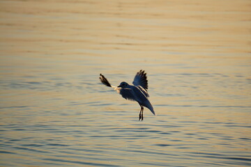 Seagulls flying above the water in the evening sun.
