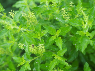 Thai Holy basil Ocimum tenuiflorum sanctum or Tulsi kaphrao Holy basil is an erect, tall with hairy stems Leaves are green vegetable with flower blooming in garden on nature background