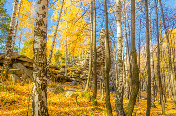 Birch with yellow leaves on a mountain in the woods.