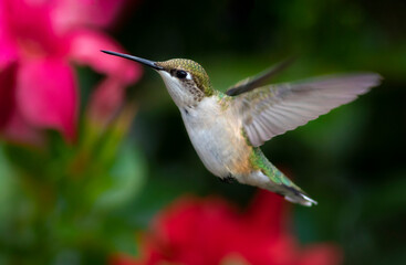 Beautiful ruby-throated hummingbird female flying 