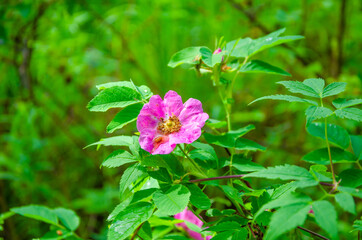 High rocks made of stones in the autumn forest.