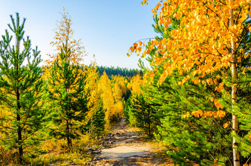 Forest of pines and birches in autumn.