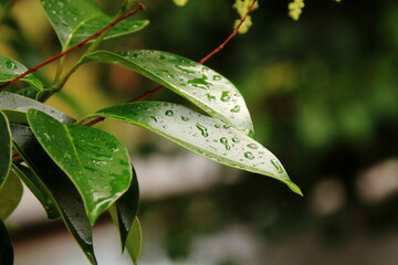 雨上がり、しずくを載せた深緑の葉
