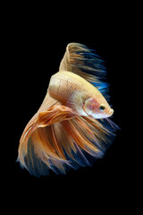 The moving moment beautiful of betta fish on black background