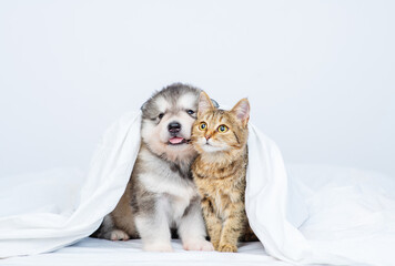 Malamute puppy and cute tabby kitten sit together on the bed covered with a blanket. Light white tonality