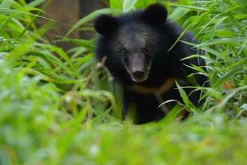 Naklejka premium Big fat body The head is large Small eyes and round ears Stout and thick legs, short tail, all five toes long, coarse body hair, black. There is a distinctive feature The hair on the chest is V-shaped