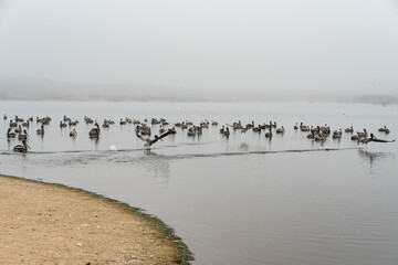 Group of sea birds on the river in foggy day, California