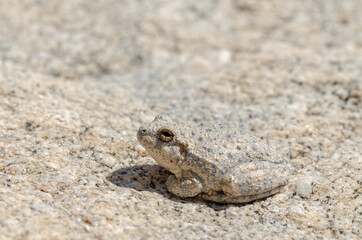 Canyon Treefrog (Hyla arenicolor) camoflauged on rocks