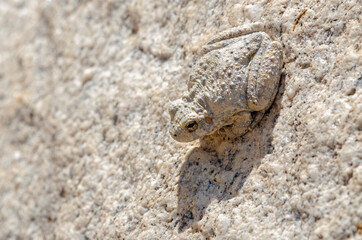 Canyon Treefrog (Hyla arenicolor) camoflauged on rocks