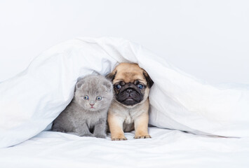 Little pug puppy and little fluffy british kitten sit next to each other under a large white...