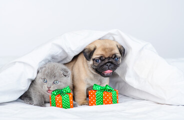 Little pug puppy and little fluffy briton kitten sit next to wrapped gifts under a large white...