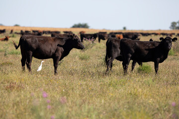 angus en el campo