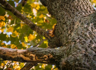 Obraz premium This image shows a cute squirrel hiding in tree top branches with an acorn meal in it's mouth.