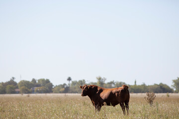 angus en el campo
