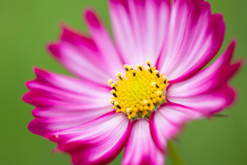 Obraz premium コスモス