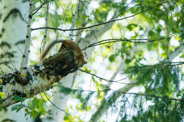 Small red squirrel on the birch. Selective focus. 