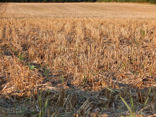 field of wheat