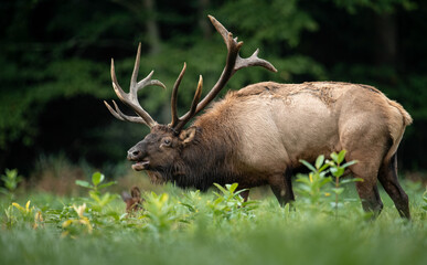 Bull Elk Portrait 