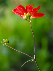 A red cosmos flower with green background
