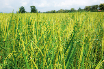 Rice field in the spring.