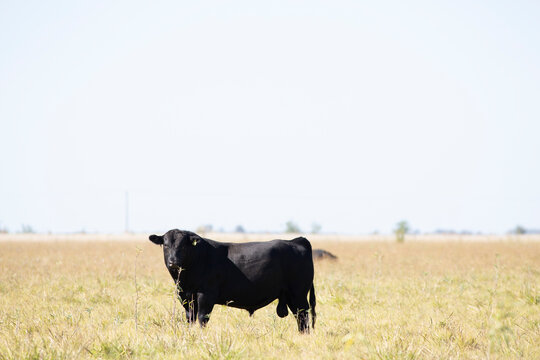 angus en el campo