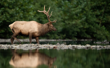 Bull Elk Portrait 