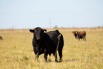 angus en el campo