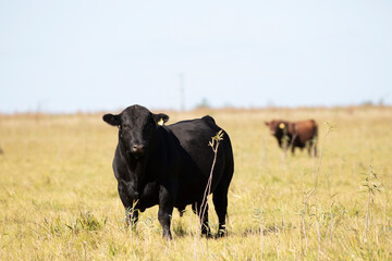 angus en el campo