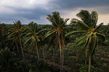 Fototapeta na wymiar Coconut palm tree blowing in the winds before heavy hurricane in rainy season.