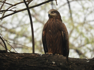 An eagle sitting on a tree branch