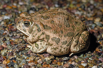 Woodhouse's Toad (Anaxyrus woodhousii)