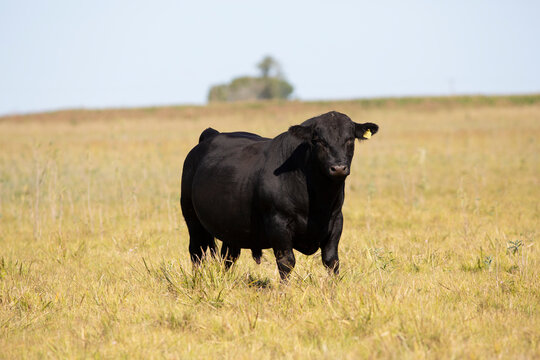 angus en el campo