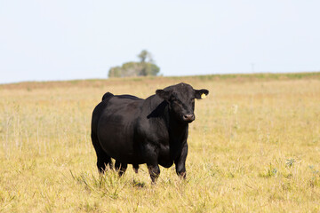 angus en el campo