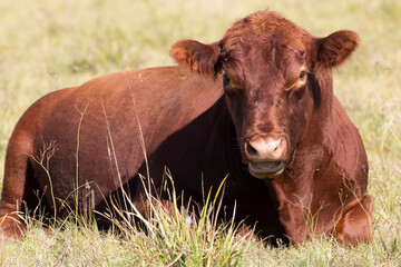 angus en el campo