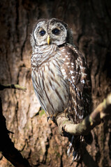 Young barred owl (Strix varia) enjoying warm evening