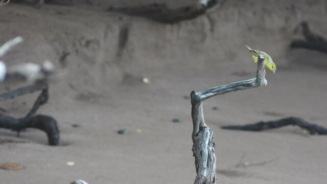 Yellow Warbler Scratching Feathers and Flying Off Branch on Espumilla Beach, Santiago Island, Galapagos