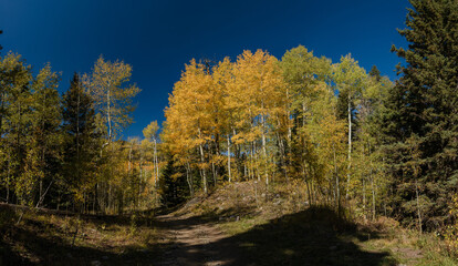 Aspen grove with yellow leaves in autumn, Mt Sneffels Wilderness, Colorado