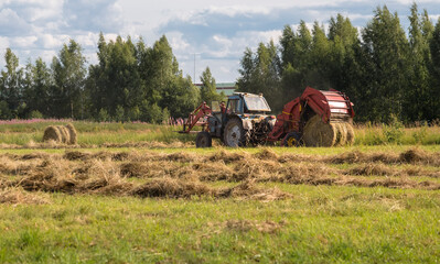 Fototapeta premium tractor gathers mown grass and twists into large bales