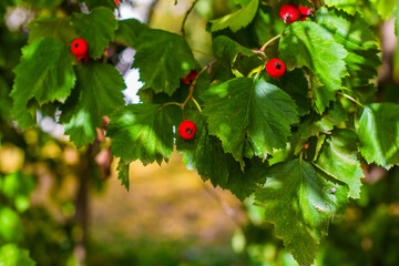 autumn leaves on a blurred background. Red fruit of Crataegus monogyna, hawthorn. Natural beautiful background. Selective focus