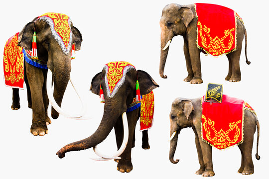 set of elephan raising  trunk ,elephant has beautiful and large isolated on white background. colorful painted elephant head ,Decorated elephants in Thailand.