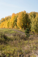 Fototapeta premium Scenery. Sunny, warm autumn day. Countryside, dirt road. Trees with yellow and green leaves, brown, old grass in the foreground.