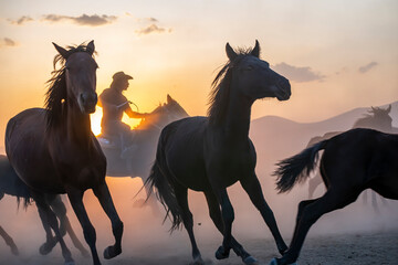 Wild horses run in foggy at sunset. Between Cappadocia and Kayseri, Turkey