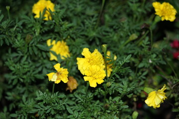 yellow flowers in the garden