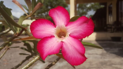 Pink adenium flowers with blur home yard in the morning. Adenium obesum is a colorful houseplant in temperate regions.
