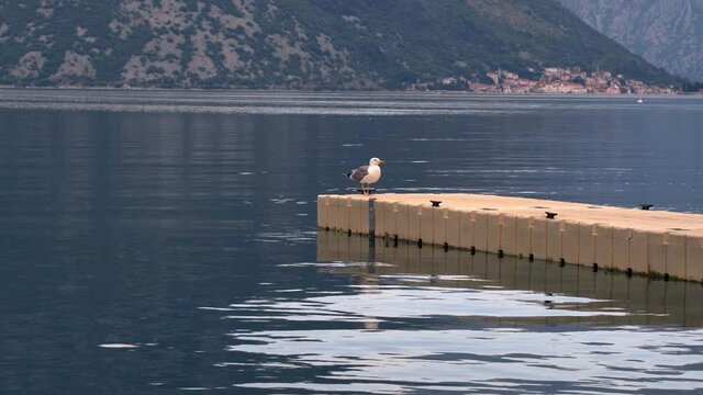A seagull flying right above the water level of the Kotor bay in Montenegro, its feet touching the water, landing heavily on a stone pier, steep mountains in the background behind the bay, static 4K.