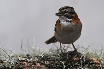  Rufous-collared Sparrow on a branch (Zonotrichia capensis)