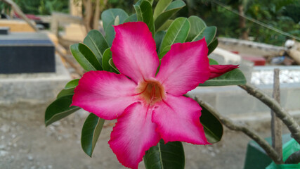 Cool pink adenium flowers with blur home yard in the morning. Adenium obesum is a colorful houseplant in temperate regions.