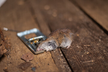 Mouse in a trap