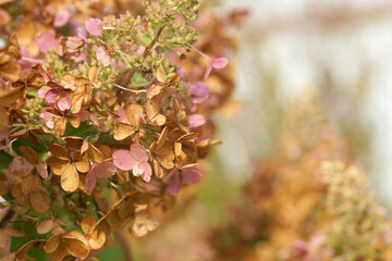 Withering hydrangea flowers autumn